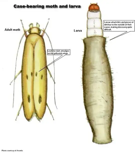 Clothes Moth with tube carrying larvae