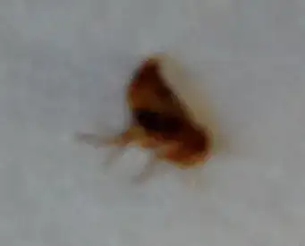 Third flea I caught (that got squeezed sideways)