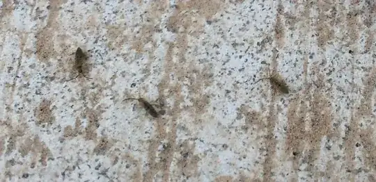 Termites?