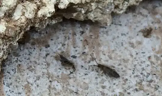 Termites??
