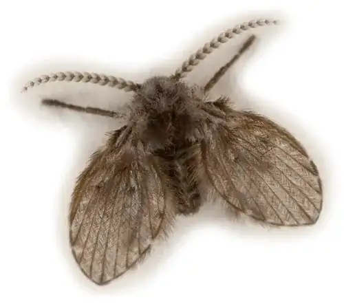 Drain fly
