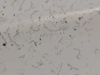 Tiny hairlike fibres