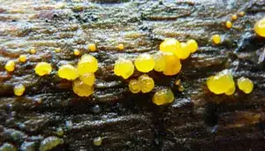 fungal fruiting bodies