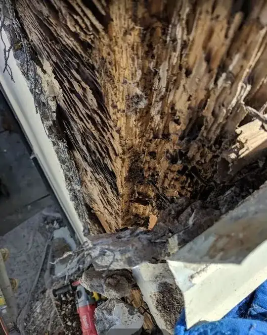 termites in old growth doug fir