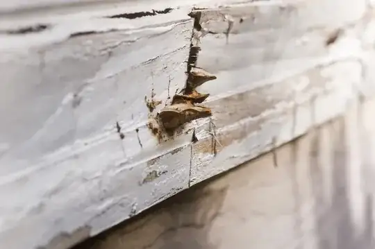 Brown fungus growing straight out of window sill