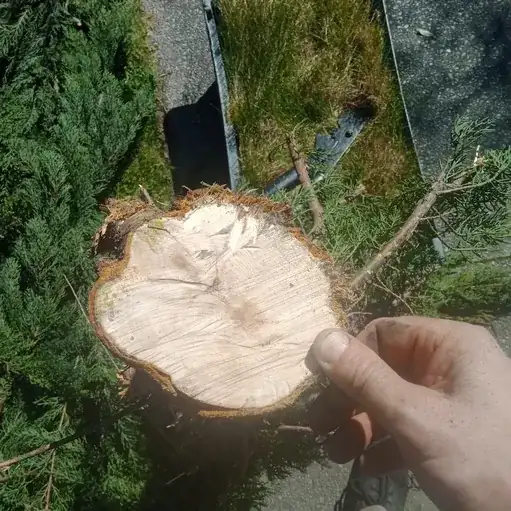 Cross section of trunk