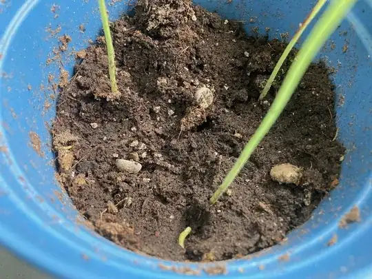 uhoh! three failed coffee sprouts amongst the roselle