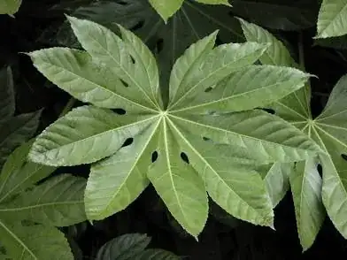 fatsia japonica