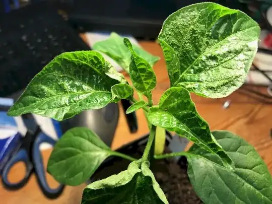 Plant with rolled-up leaves, dots on leaves