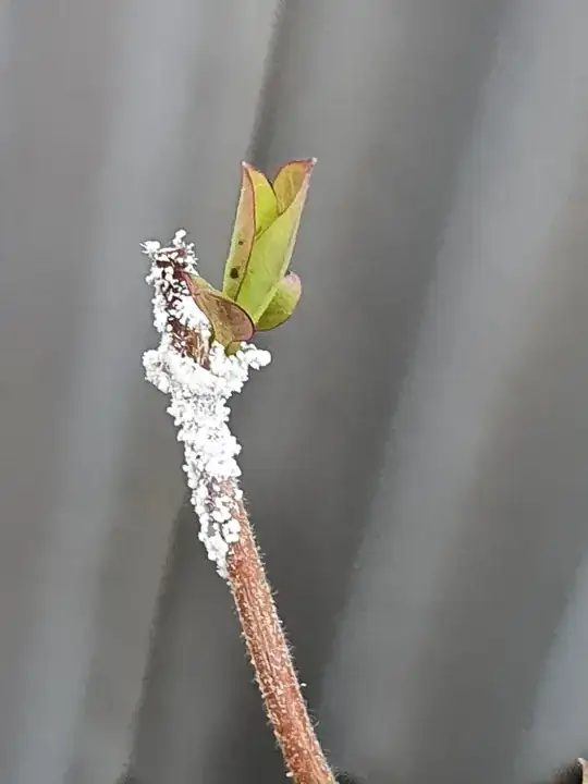 Growth on stem close to new leaves
