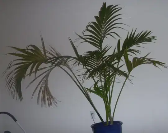 My forgot-the-species-palm-tree