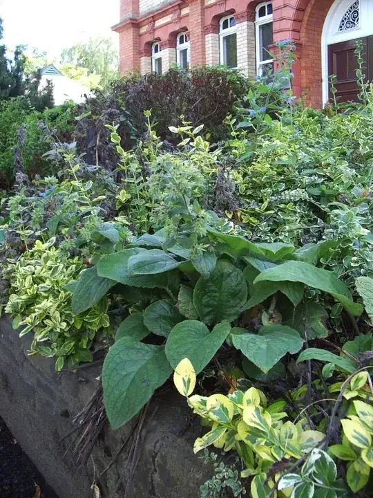 Green Alkanet - one or two still flowering in background