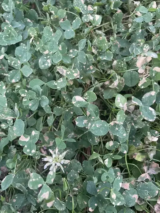 Clover with strange spots that look like mud splatters