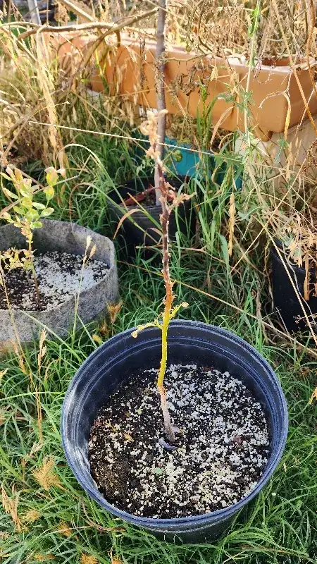 Over-pruned avocado plant turning brown