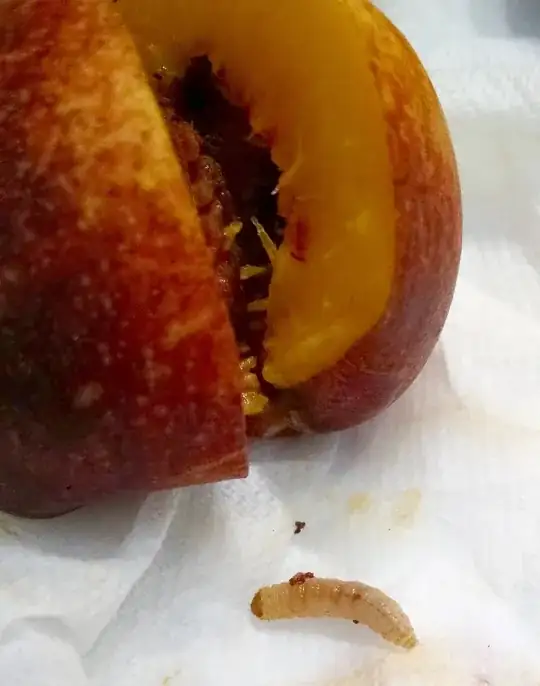 larger larva in a second fruit.