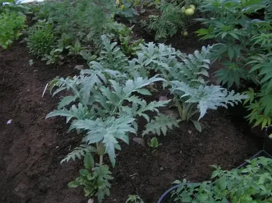 baby artichokes in unheated green house zone 1B