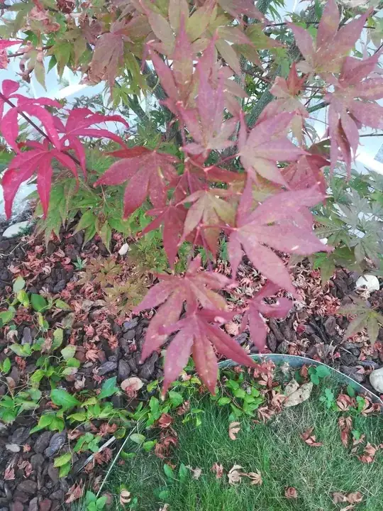 Healthy (?) Leaf closeup