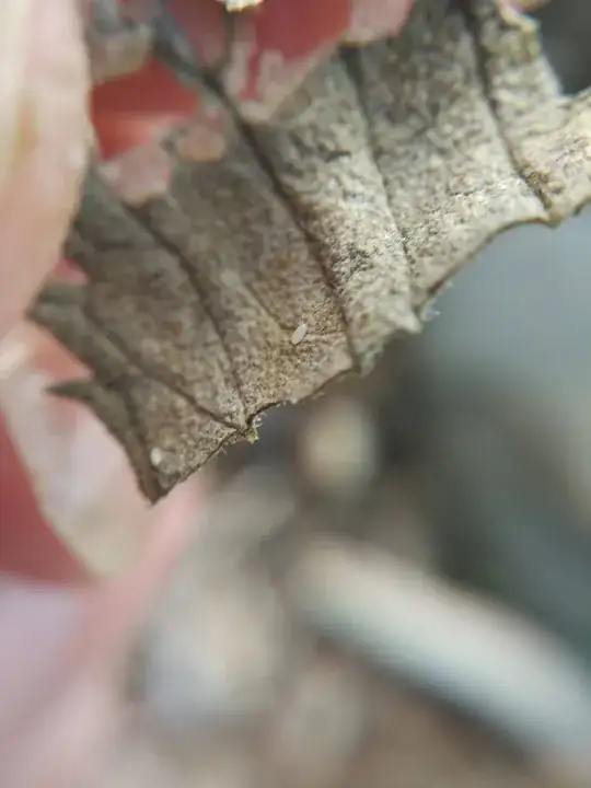 more bugs on dead leaves