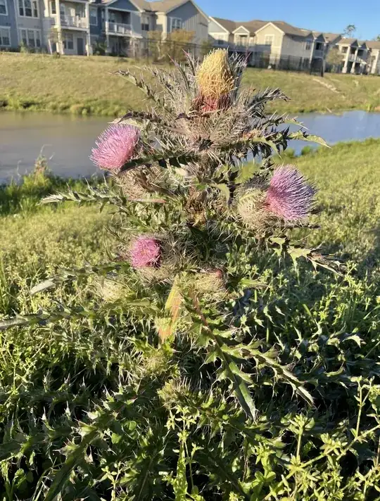 Thistle