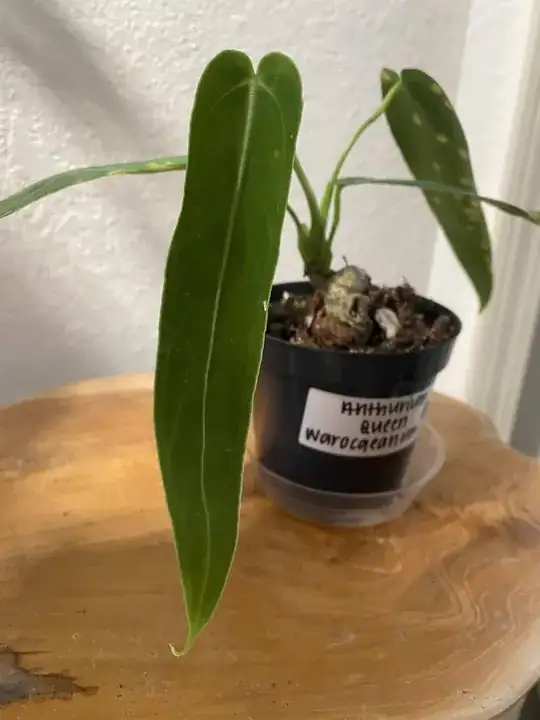 New leaf with faint spotting