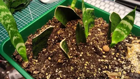snake plant cuttings after 12 months