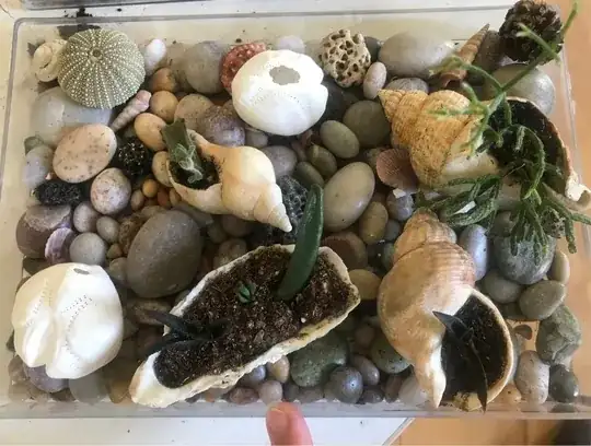 A few more succulents in seashells