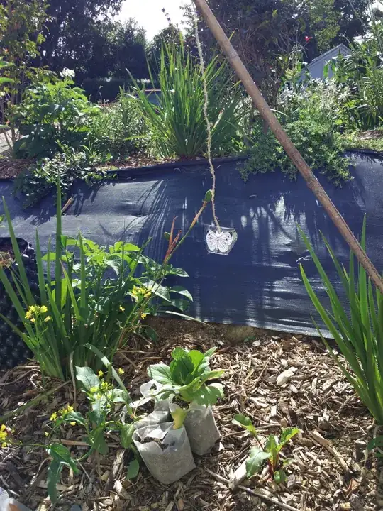 white butterfly decoy