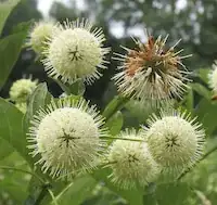Buttonbush
