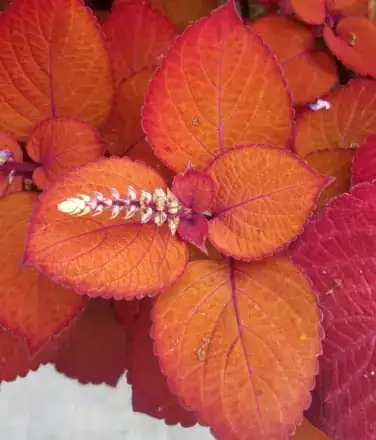 A picture showing the orange-red leaves and flowers