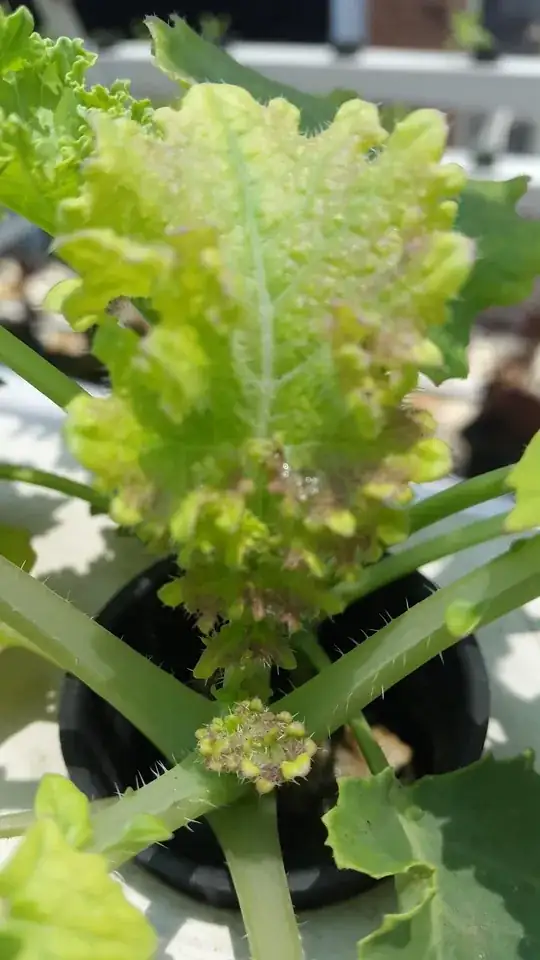 kale plant turn yellow