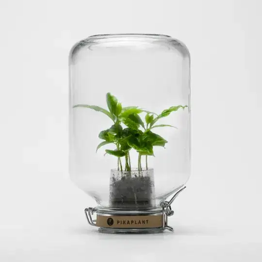 Plant in a jar