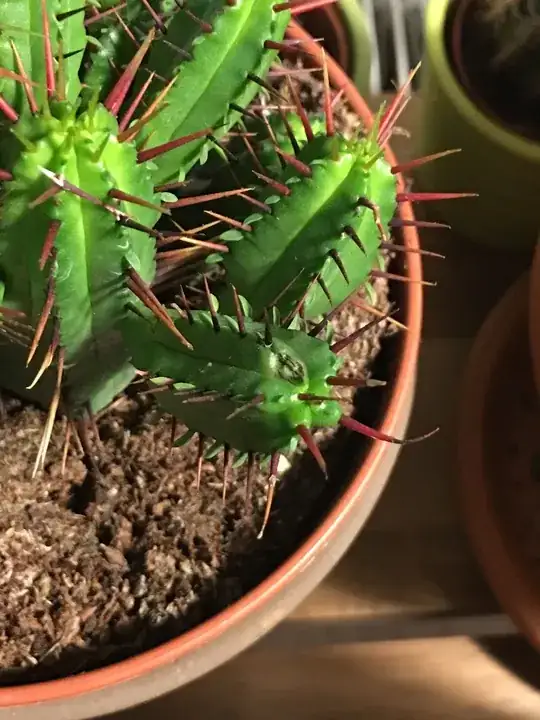 injured plant as seen today