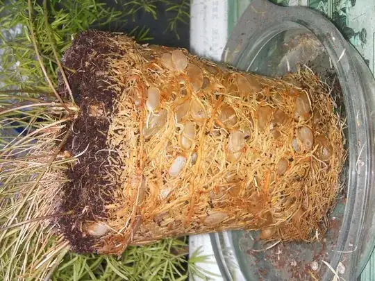 Root Shot