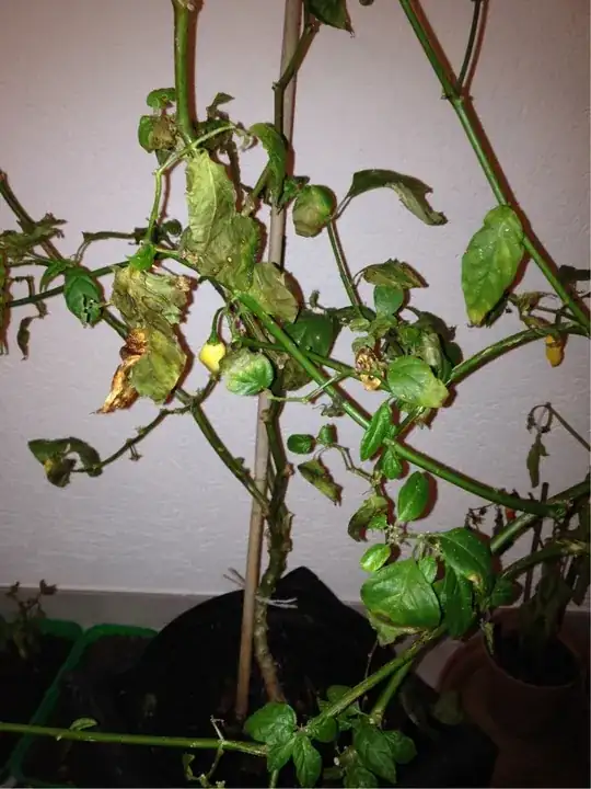 that's why i think its not healthy