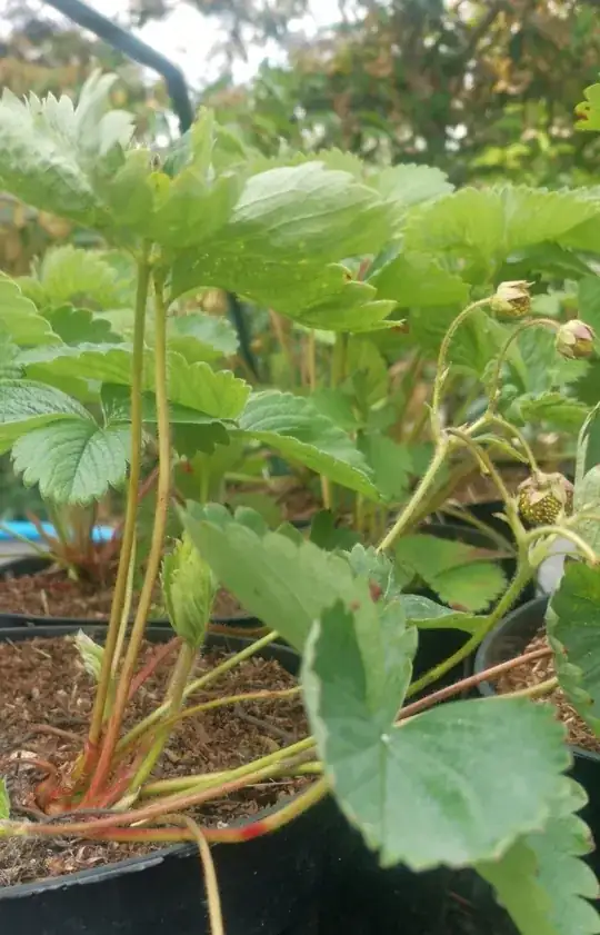 leggy, red stems crinkled puckered leaves
