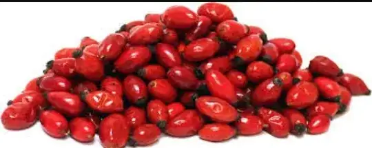 Berries of dog rose hips