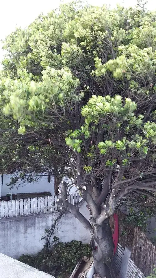 View from my roof (bamboo fence behind is 2m tall)
