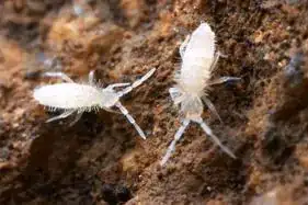 Springtail Nymphs