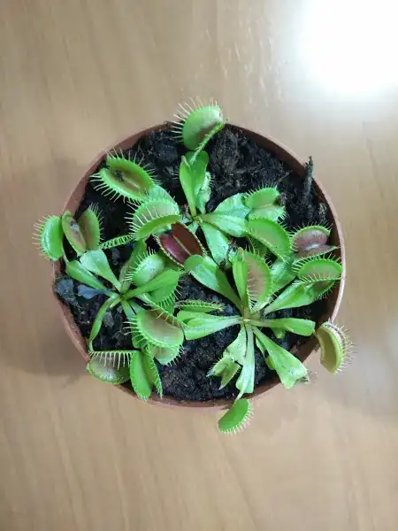 Venus Flytrap