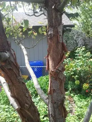 Bark peeling away from the trunk