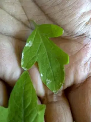 Close up, top Close up, top