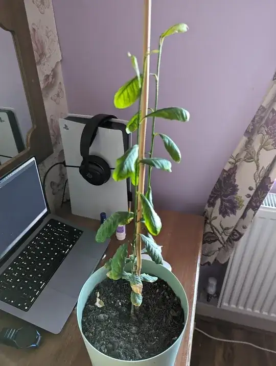 a potted 2 foot sapling with two main leaders and approximately two dozen leaves. The leaves near the bottom of the plant are brown at the tips.