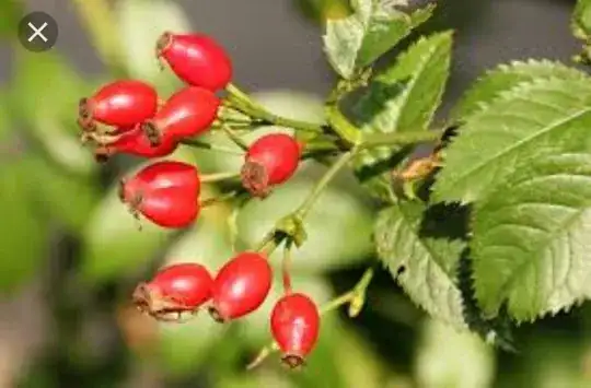 dog rose hips