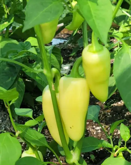 Yellow Jalapeno peppers