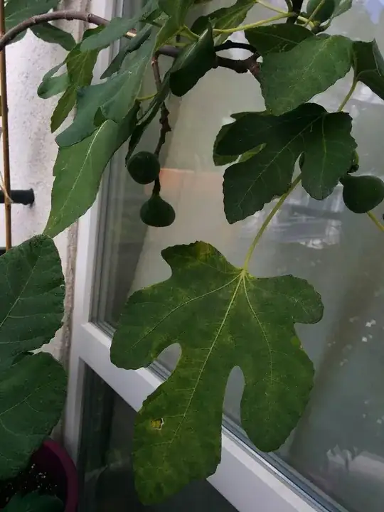 Other leaf in same tree displaying similar symptoms