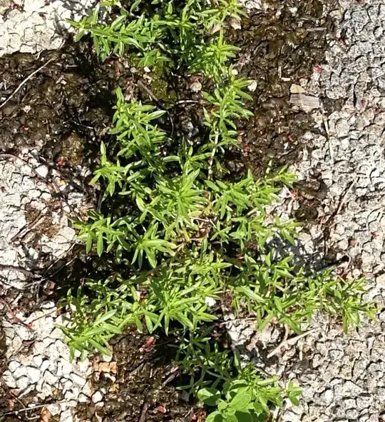 Savory on my terrace
