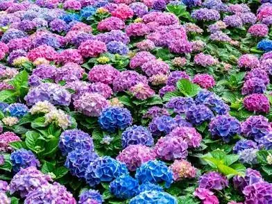 hydrangea
