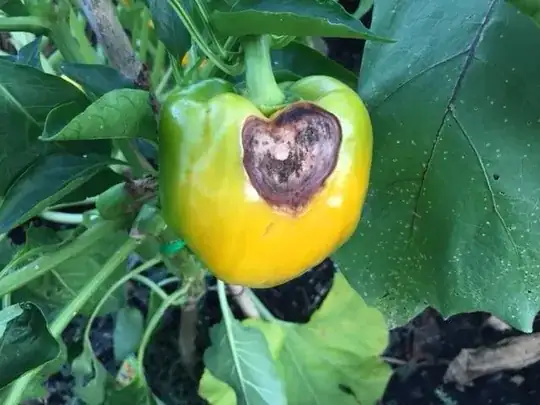 Bell pepper with rotten spot.