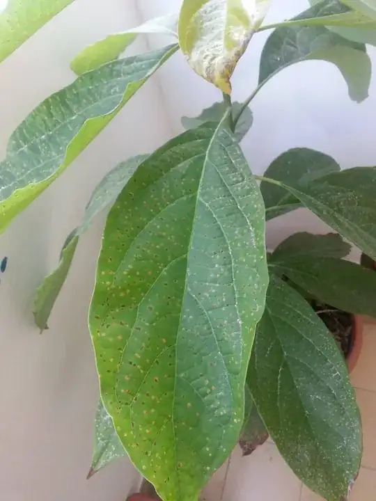 A closeup of the leaves