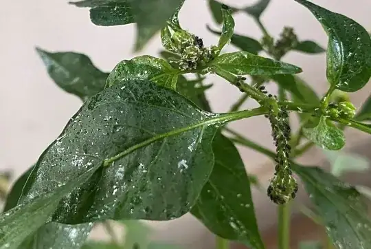 Water like Shiny spots on leaves